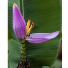 Super Musa Ornata Seeds Pcs 4 Ornamental Banana