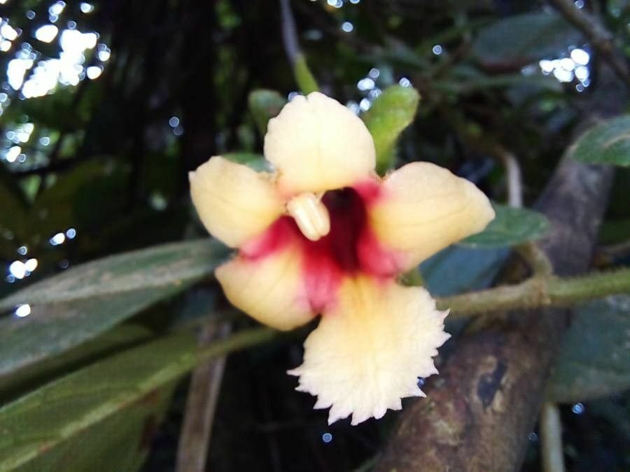 Super Semillas Rare Seeds Pcs 12 Graines De Drymonia Alloplectoides Gesneriad
