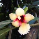 Super Semillas Rare Seeds Pcs 12 Graines De Drymonia Alloplectoides Gesneriad