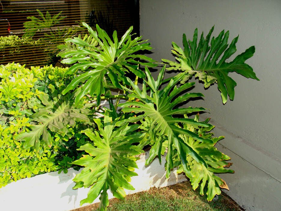 Super Samen Semi Sementes Seeds Pcs 4 Of Philodendron Bipinnatifidum Selloum