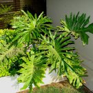 Super Samen Semi Sementes Seeds Pcs 4 Of Philodendron Bipinnatifidum Selloum