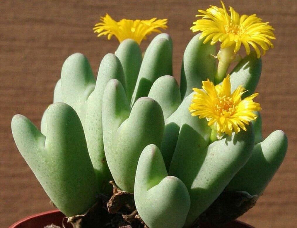 Super Seed Button Plant Seeds Pcs 5 Of Conophytum Bilobum