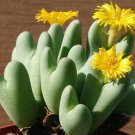 Super Seed Button Plant Seeds Pcs 5 Of Conophytum Bilobum