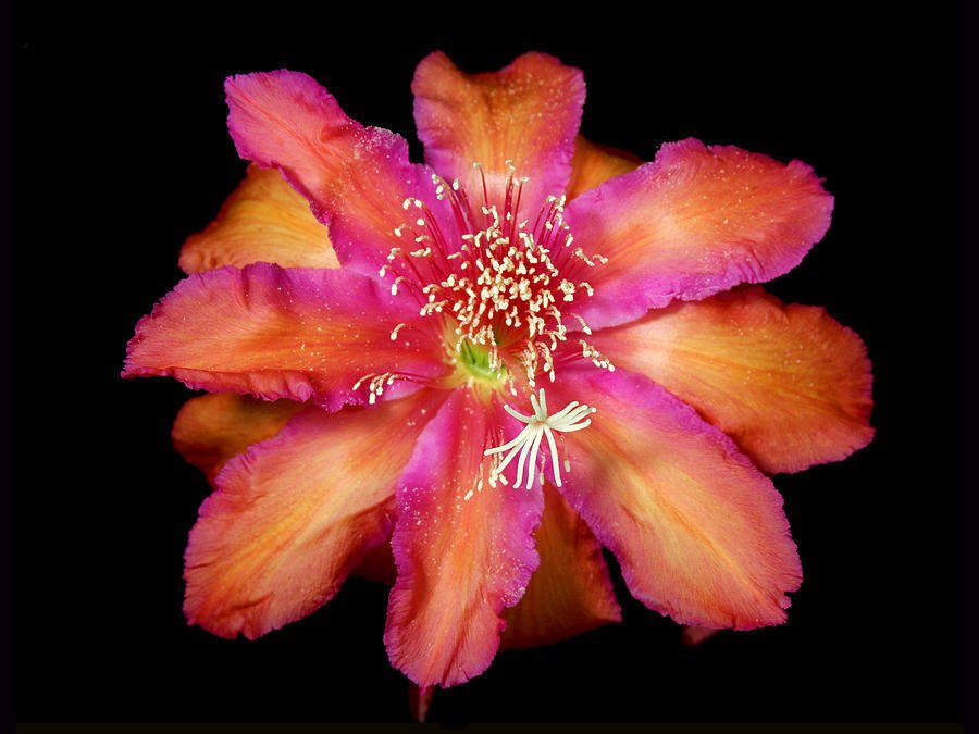 Super Orchid Cactus Rare Seeds Pcs 4 Epiphyllum Impossible Dream