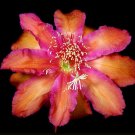 Super Orchid Cactus Rare Seeds Pcs 4 Epiphyllum Impossible Dream