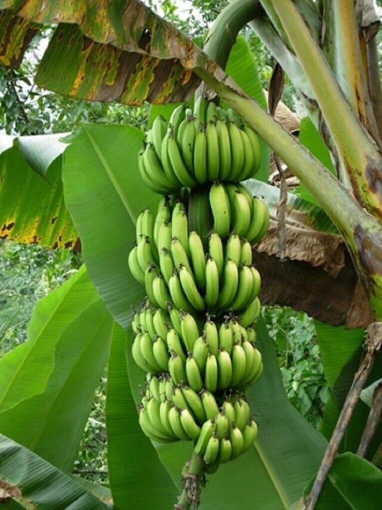 Super Musa Paradisiaca Seeds Pcs 4 Banana Of Paradise h239 Banana
