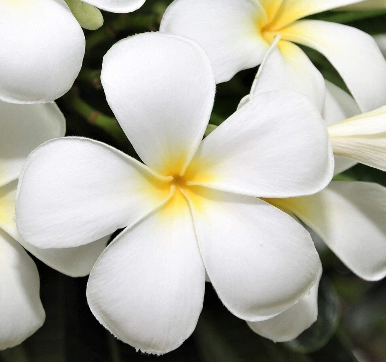 Super Plumeria Rubra Snow White Frangipani Seeds Pcs 3 Semi