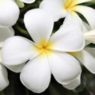 Super Plumeria Rubra Snow White Frangipani Seeds Pcs 3 Semi