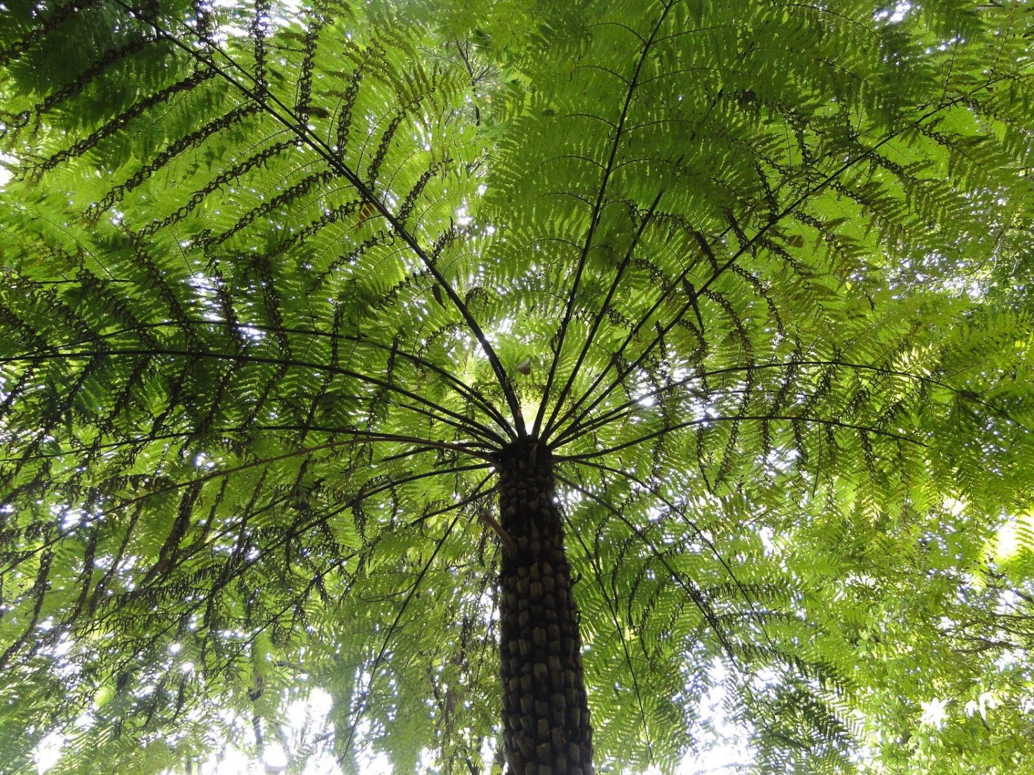 Super Cyathea Australis Seeds Pcs 100 Spores Fougere Arborescente Rough Tree Fern