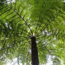 Super Cyathea Australis Seeds Pcs 100 Spores Fougere Arborescente Rough Tree Fern