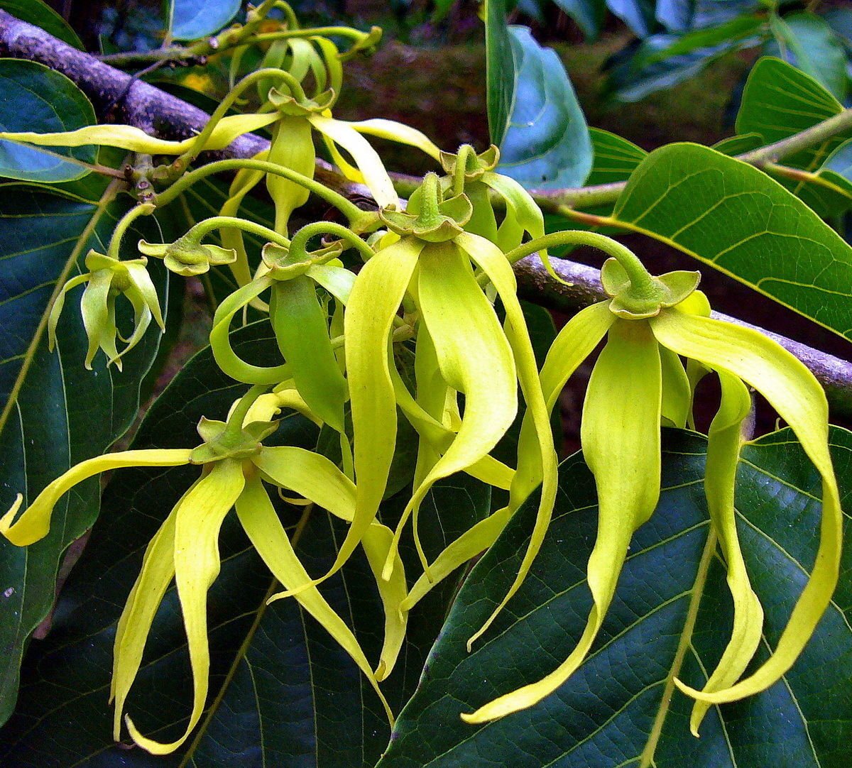 Super Cananga Odorata Seeds Pcs 4 Of Ylang Ylang