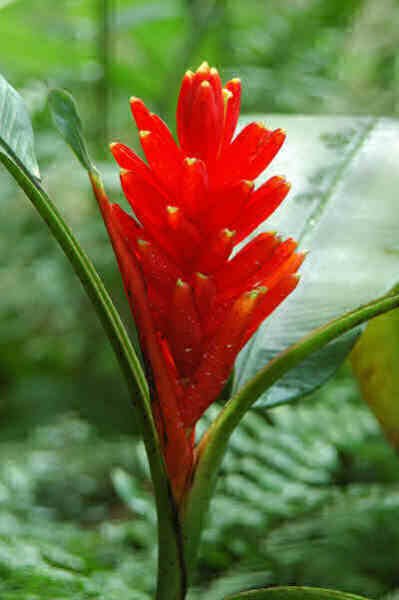 Super Musa Coccinea Seeds Pcs 3 Bananier Rouge Red Dwarf Banana