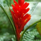 Super Musa Coccinea Seeds Pcs 3 Bananier Rouge Red Dwarf Banana