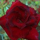 Super Adenium Obesum Aungpou Seeds Pcs 4 Rose Du Desert Rouge Double Sabi