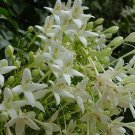 Super Millingtonia Hortensis Seeds Pcs 12 Jasmine Tree Tree Jasmine