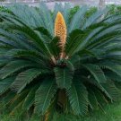 Super Cycas Revoluta Seeds Pcs 1 Gross Grain Egg Of Sagou Du Japon Sago