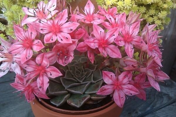 Super Silent Beautiful Seeds Pcs 6 Graptopetalum Bellum Chihuahua Flower