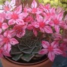 Super Silent Beautiful Seeds Pcs 6 Graptopetalum Bellum Chihuahua Flower