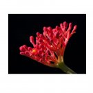 Super Jatropha Multifida Seeds Pcs 2 Doctor Of Spain