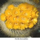 Super Parody Chrysacanthion Golden Powder Puff Seeds Pcs 5 Grains