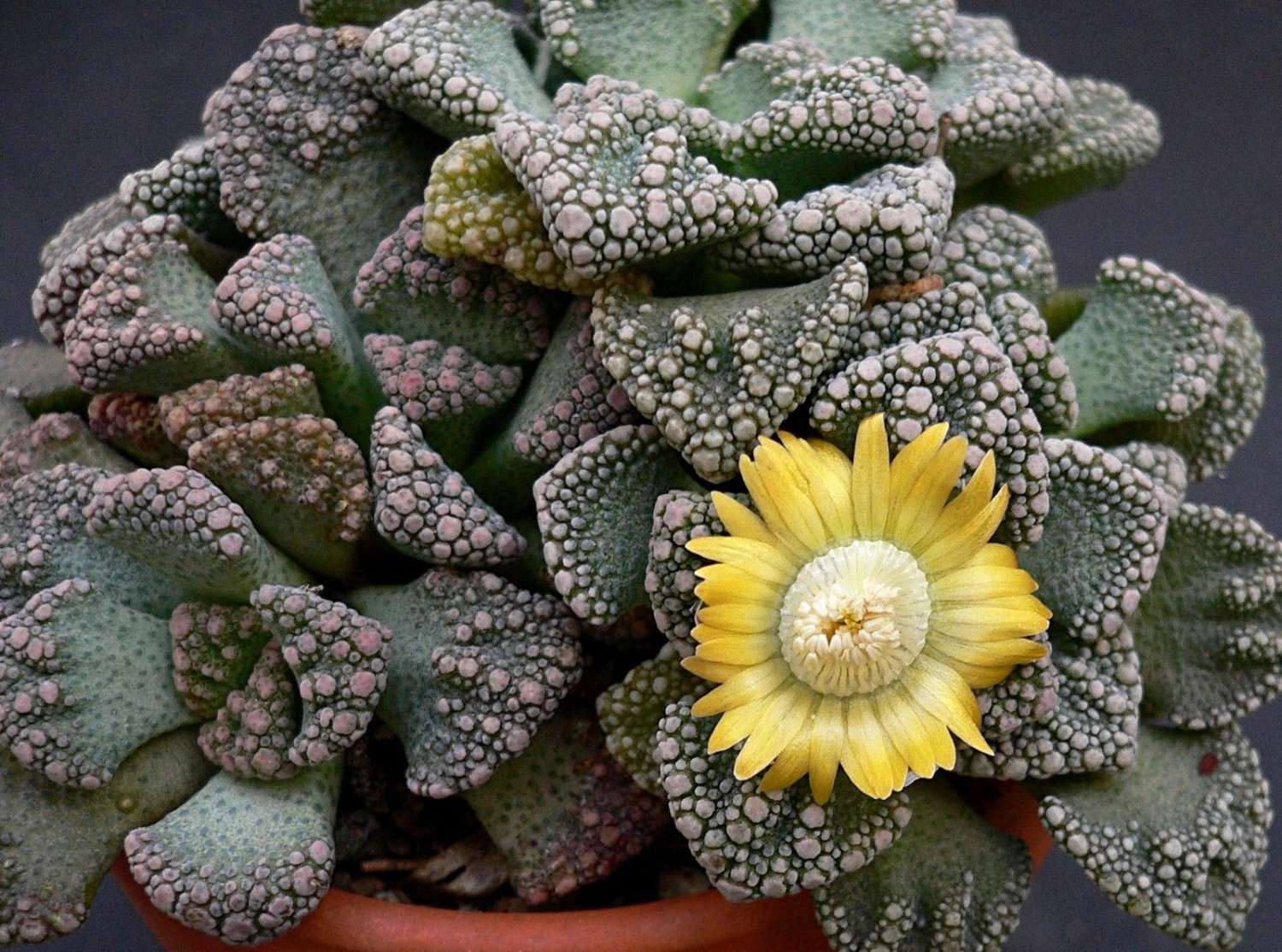 Super Concrete Leaf Living Stone Samen Seeds Pcs 5 Graines De Titanopsis Calcarea