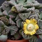 Super Concrete Leaf Living Stone Samen Seeds Pcs 5 Graines De Titanopsis Calcarea