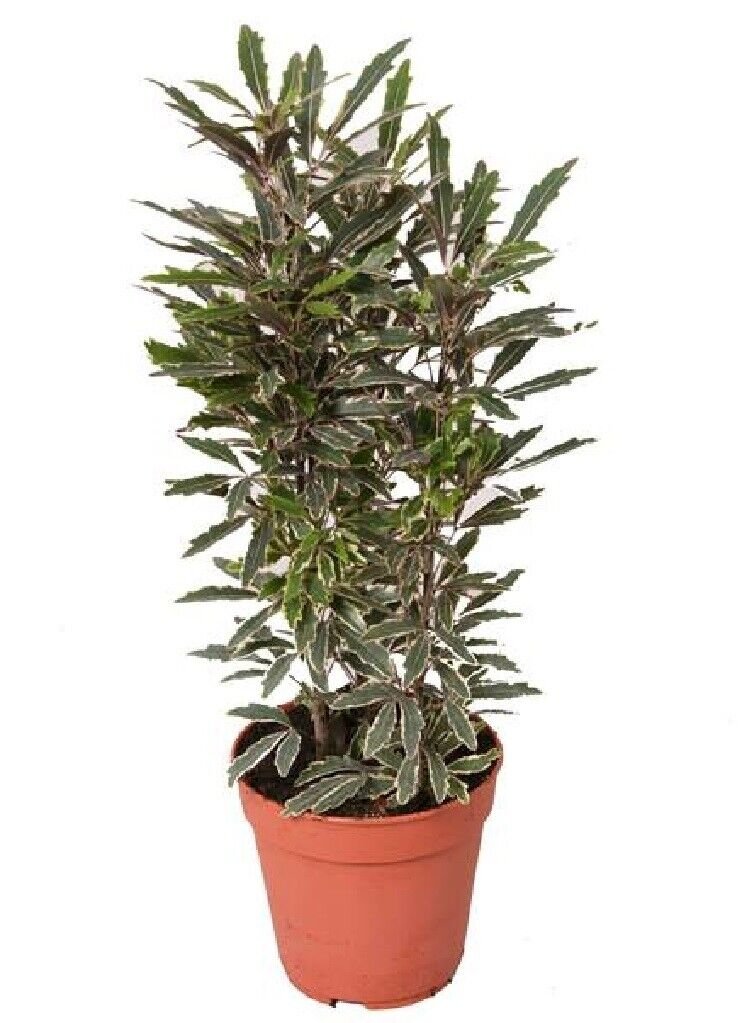 Super Dizygotheca Elegantissima Seeds Pcs 4 Grains d' Aralia Elegant h253 Spider Aralia