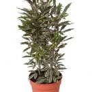 Super Dizygotheca Elegantissima Seeds Pcs 4 Grains d' Aralia Elegant h253 Spider Aralia