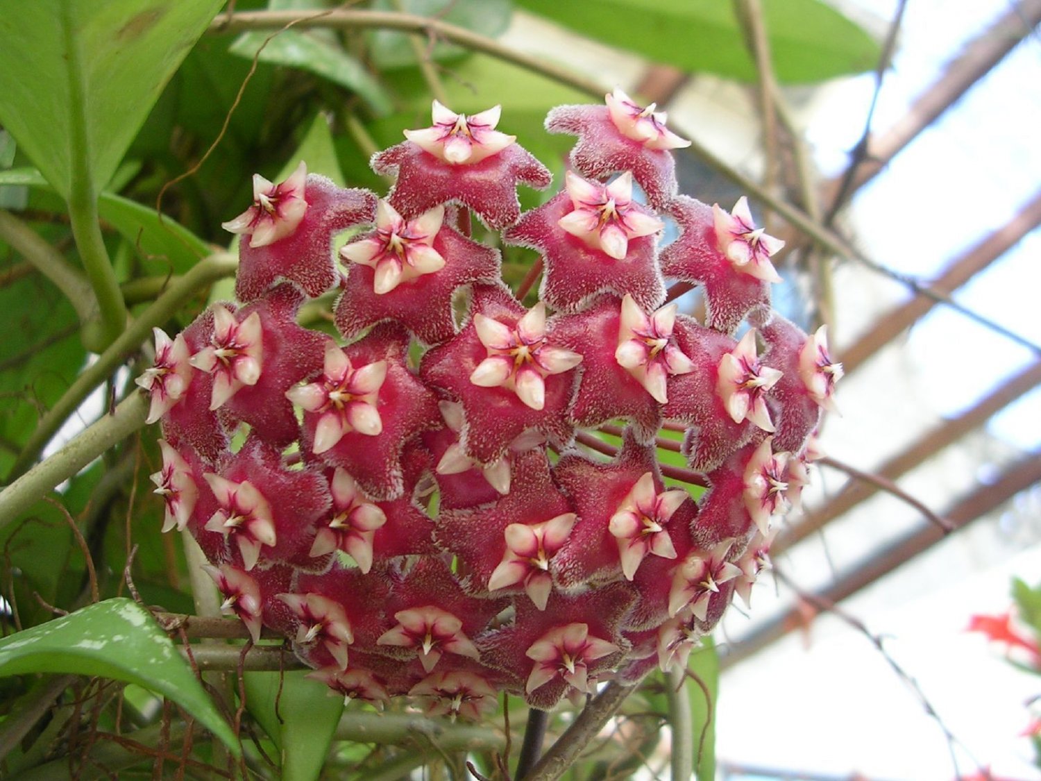 Super Hoya Pubicalyx Seeds Pcs 3 Pink Porcelain Flower