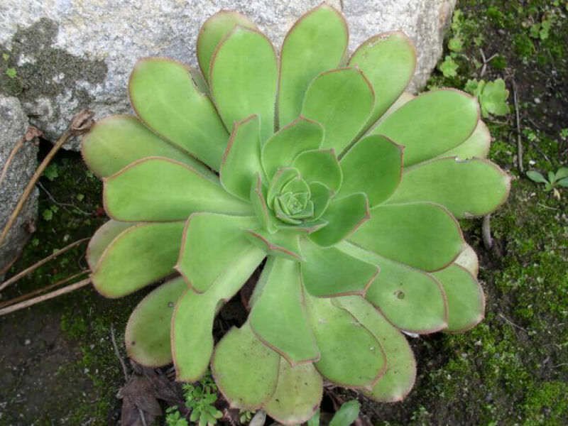 Super Aeonium Davidbramwellii Bramwell Giant Houseleek Seeds Pcs 15