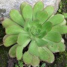 Super Aeonium Davidbramwellii Bramwell Giant Houseleek Seeds Pcs 15