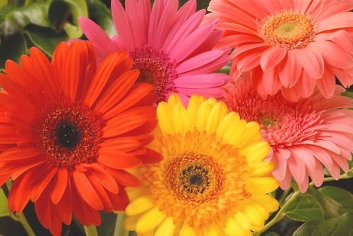 Super Gerbera Jamesonii Seeds Pcs 10 Gerbera In Melange g824 Seed