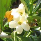 Super Fagraea Berteriana Rare Seeds Pcs 6 Of Pua Keni Keni