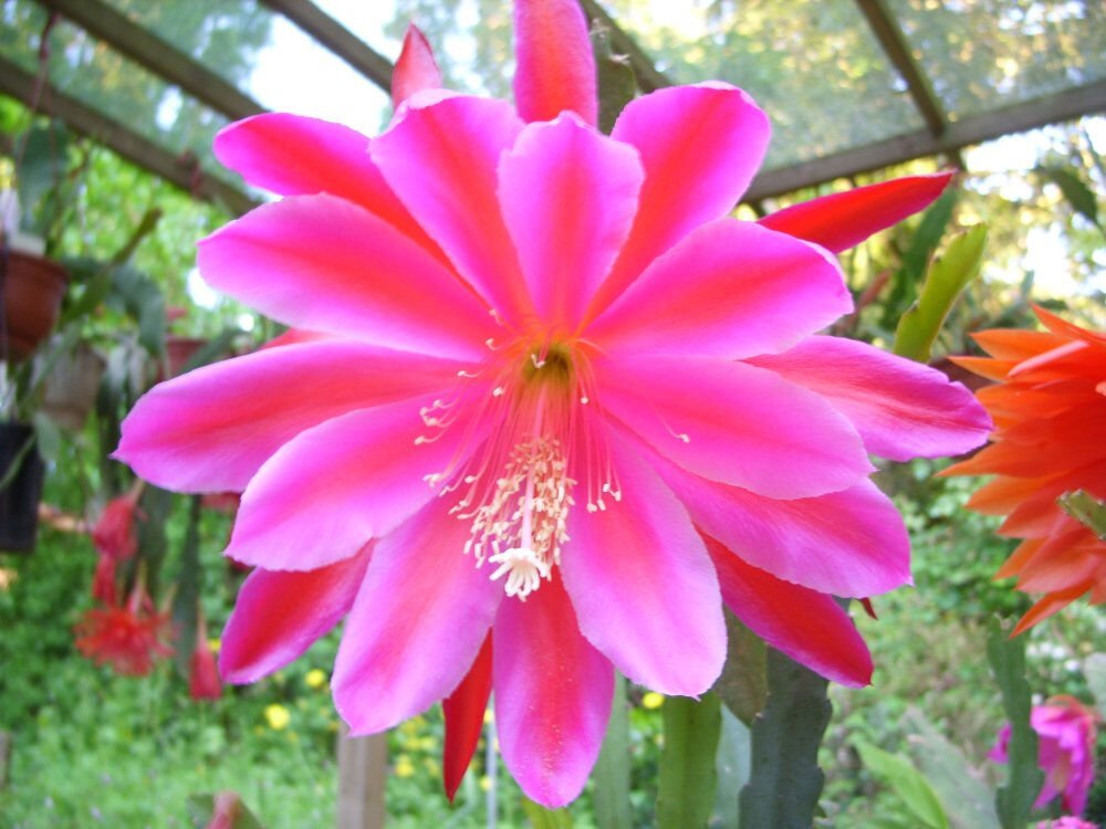 Super Epiphyllum Pegasus Seeds Pcs 4 Cactus Orchid&Atilde;&copy;e h448 Orchid Cactus Epicactus
