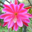 Super Epiphyllum Pegasus Seeds Pcs 4 Cactus Orchidée h448 Orchid Cactus Epicactus