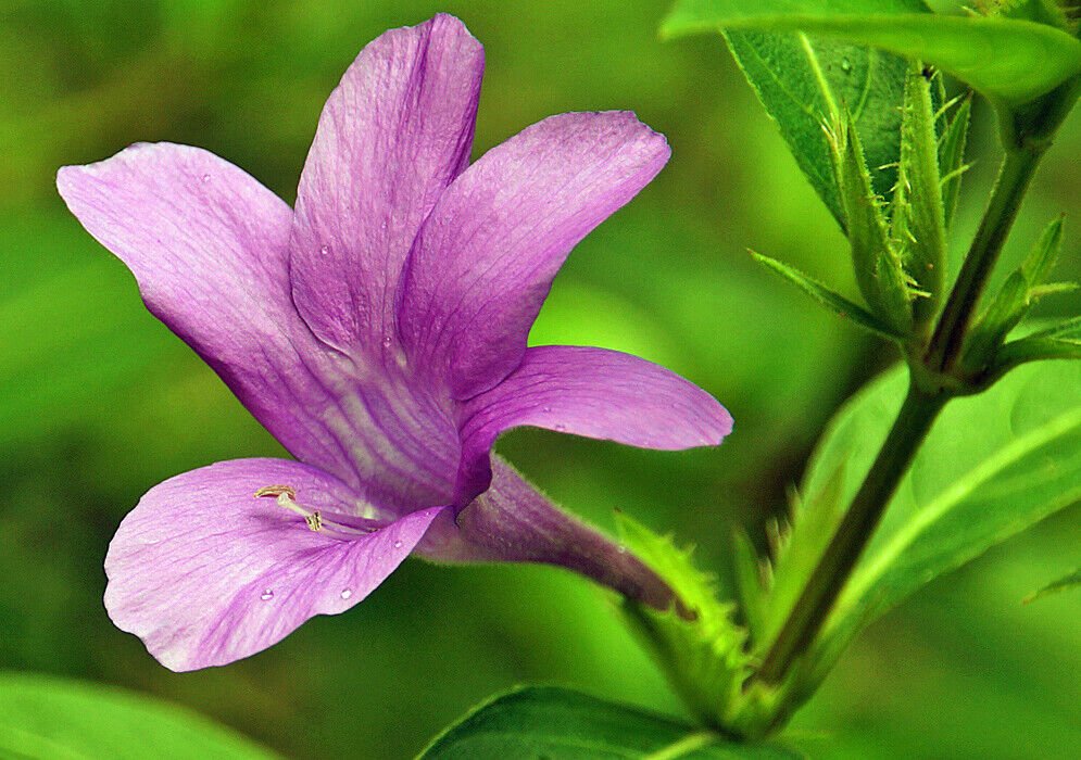 Super Semillas Rare Seeds Pcs 4 Of Barleria Strigosa