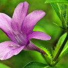 Super Semillas Rare Seeds Pcs 4 Of Barleria Strigosa