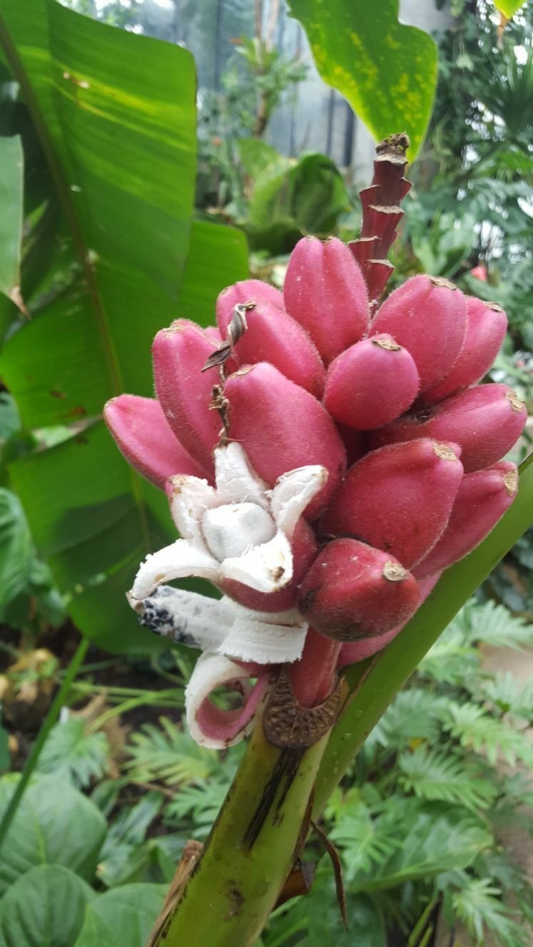 Super Musa Velutina Seeds Pcs 5 Pink Banana h290 Pink Velvet Banana