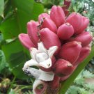 Super Musa Velutina Seeds Pcs 5 Pink Banana h290 Pink Velvet Banana