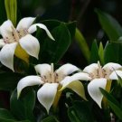 Super Rothmannia Capensis Rare Seeds Pcs 4 Graines De Gardenia Du Cap Wild Gardenia