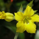 Super Pachypodium Horombense Rare Seeds Pcs 5 Yellow Pachypodium
