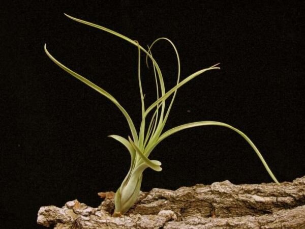 Super Bromeliad Seeds Pcs 8 Air Plant Tillandsia Balbisiana Air Plant