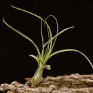 Super Bromeliad Seeds Pcs 8 Air Plant Tillandsia Balbisiana Air Plant
