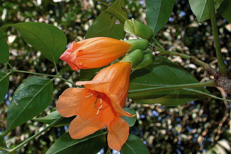 Super Golden Tree Jasmine Rare Seeds Pcs 8 Of Radermachera Hainanensis