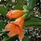 Super Golden Tree Jasmine Rare Seeds Pcs 8 Of Radermachera Hainanensis