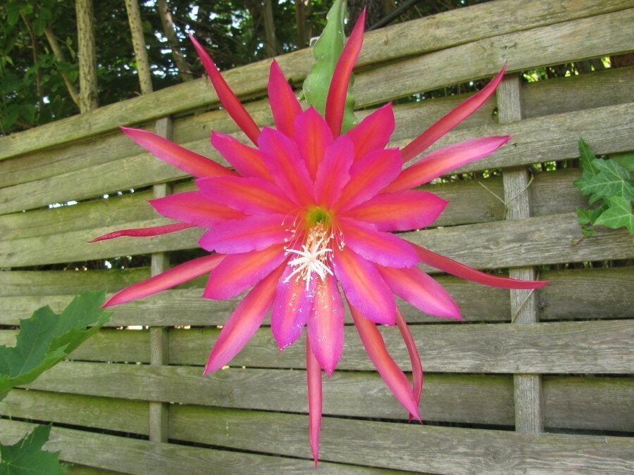Super Orchid Cactus Epicactus Seeds Pcs 4 Epiphyllum Raspberry Ribbon