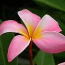 Super Plumeria Rubra Cancun Pink Seeds Pcs 3 Frangipanier Pale Rose Frangipani