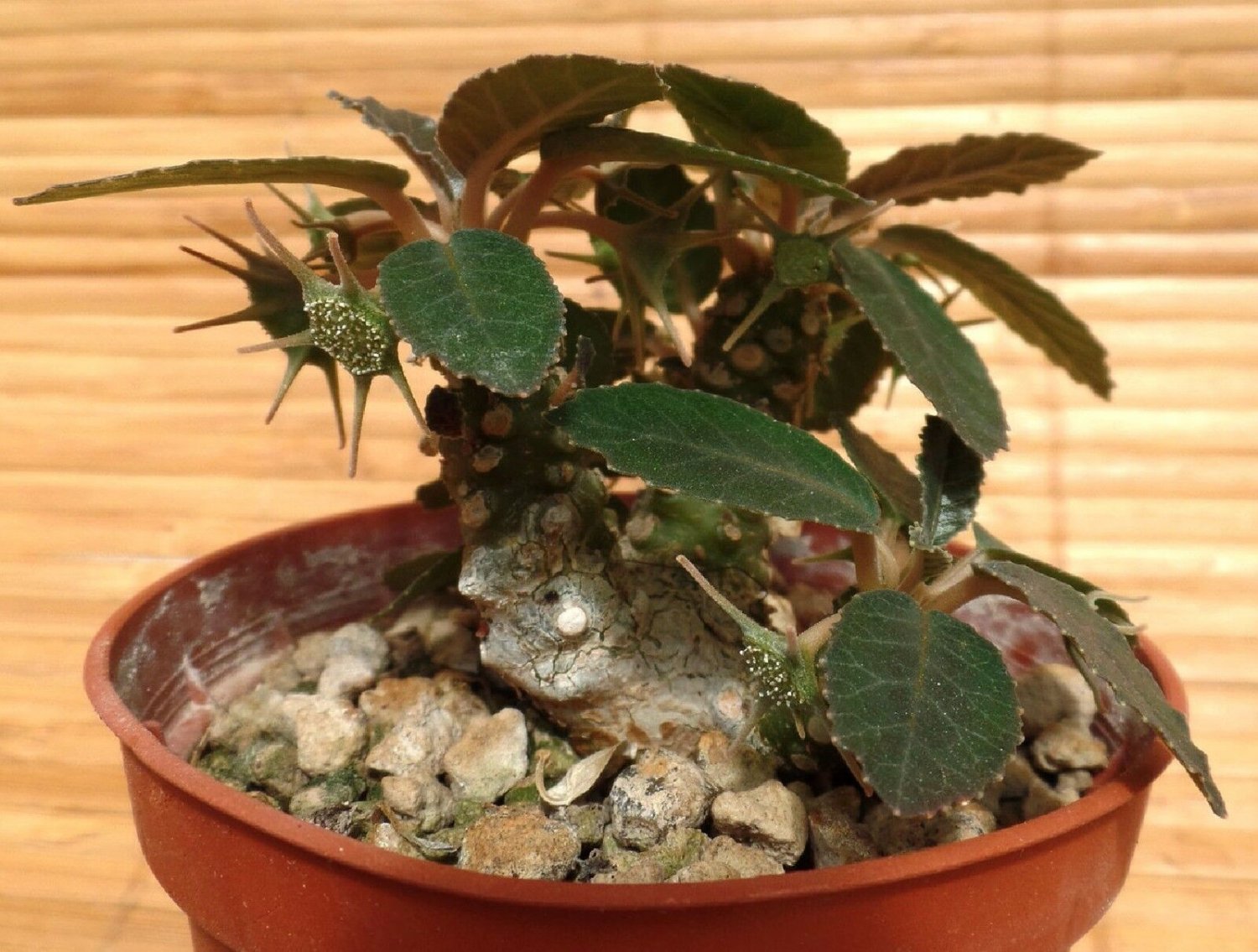 Super Caudex Fat Plant Rare Seeds Pcs 4 Grains Of Dorstenia Foetida
