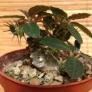 Super Caudex Fat Plant Rare Seeds Pcs 4 Grains Of Dorstenia Foetida