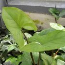 Super Syngonium Podophyllum Seeds Pcs 3 Goose Leg Arrow Leaf